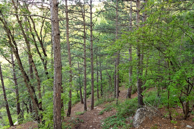 Wilder Bergkiefernwald auf der Krim. Baumstämme.