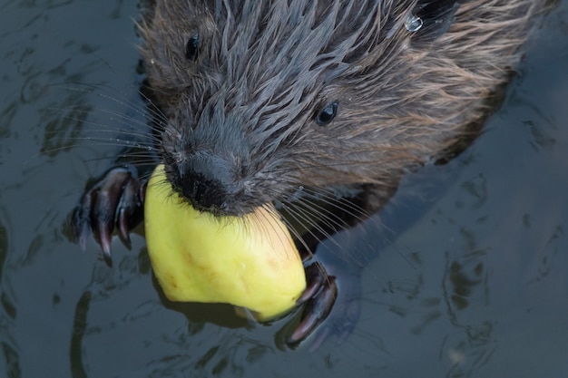 Wilder Biber, der im Fluss isst