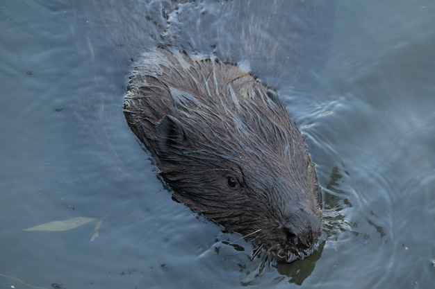 Wilder Biber schwimmt im Fluss