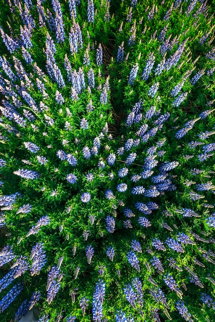 Wilder blauer Lupinus, der im Sommer im hohen Gras blüht