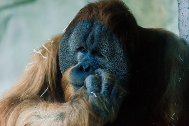 Wilder Bornean-Orang-Utan, Wildlife Rehabilitation Centre. Orang-Utans bewohnen Regenwälder von Borneo