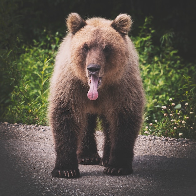 wilder Braunbär, der mit aus dem Mund ragender Zunge steht, getönt mit braunem Retro-Vintage