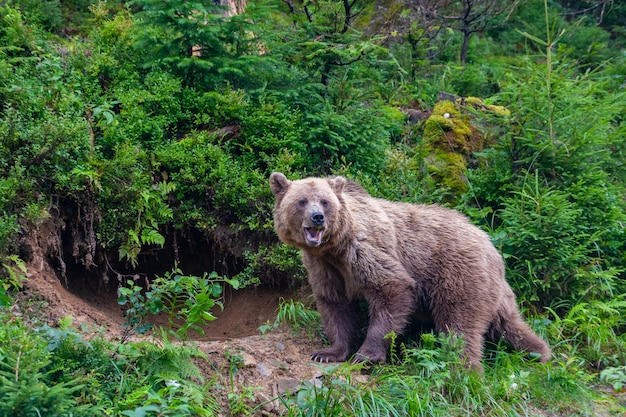 Wilder Braunbär Ursus Arctos im Sommerwald