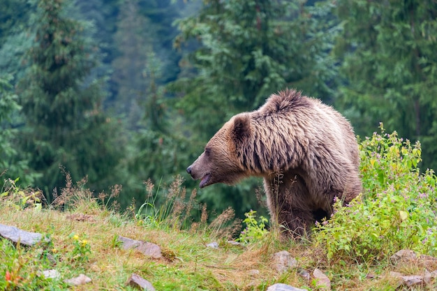 Foto wilder braunbär ursus arctos im sommerwald