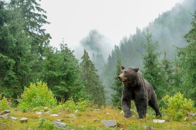 Wilder Braunbär (Ursus Arctos) im Wald. Wildes Tier .