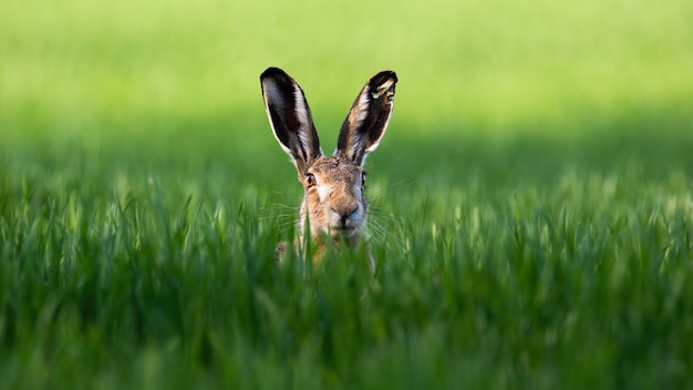 Wilder brauner Hase, der mit alarmierten Ohren auf einem grünen Feld im Frühjahr schaut.