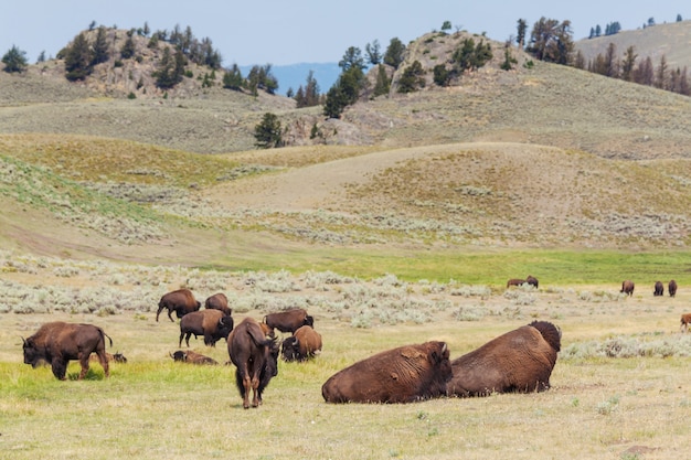 Wilder Büffel im Yellowstone-Nationalpark, USA