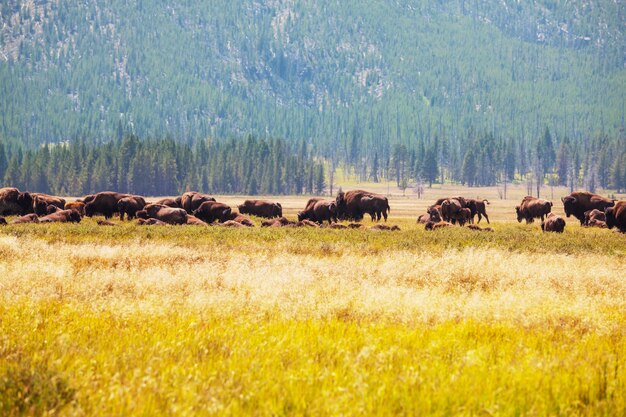 Wilder Büffel im Yellowstone-Nationalpark, USA