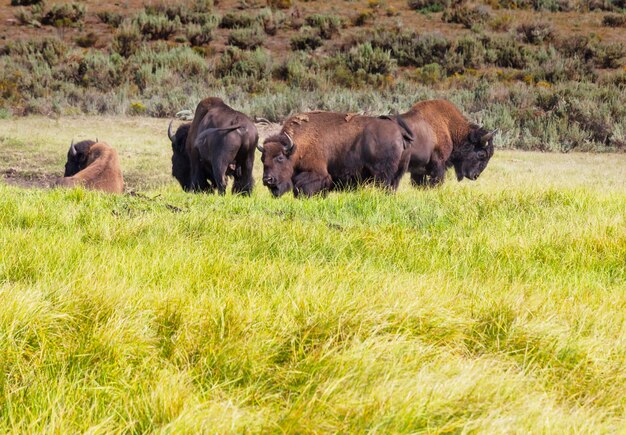 Wilder Büffel im Yellowstone-Nationalpark, USA