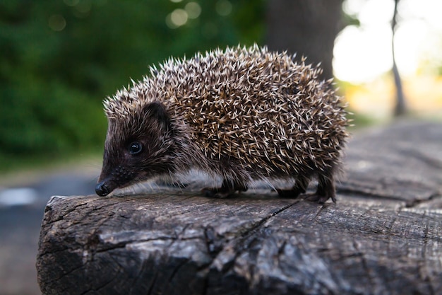 Wilder, einheimischer, europäischer Igel im natürlichen Waldlebensraum. Wissenschaftlicher Name Erinaceus Europaeus. F