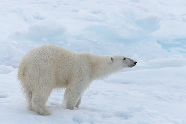 Wilder Eisbär auf Packeis im arktischen Meer hautnah