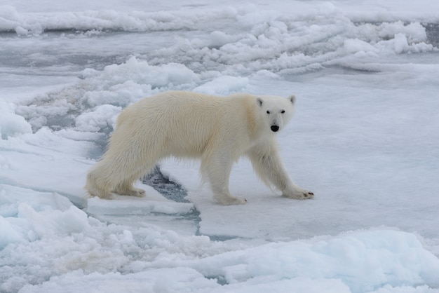 Wilder Eisbär auf Packeis im arktischen Meer