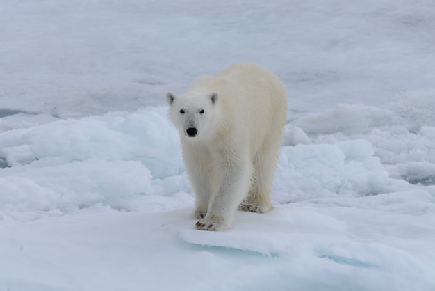 Wilder Eisbär auf Packeis im arktischen Meer