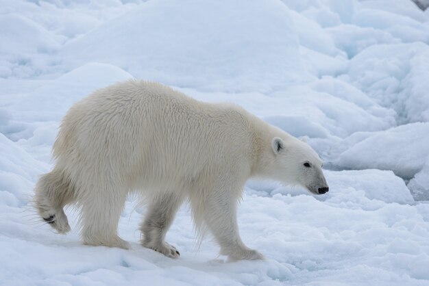 Wilder Eisbär auf Packeis im arktischen Meer