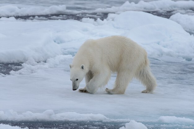 Wilder Eisbär auf Packeis im arktischen Meer