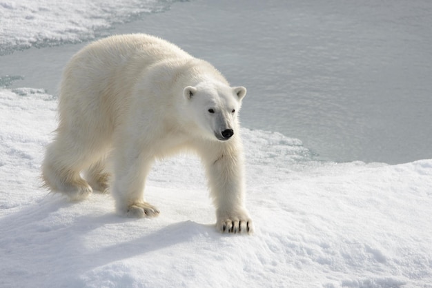 Wilder Eisbär auf Packeis in der Arktis