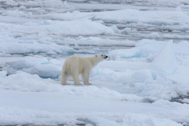 Wilder Eisbär betreffen Packeis im arktischen Meer