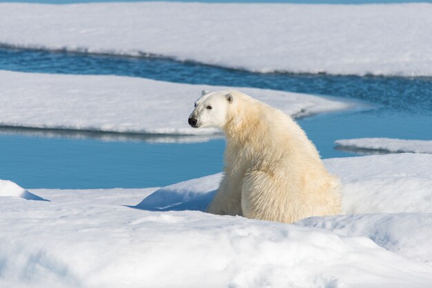 Wilder Eisbär, der auf dem Packeis nördlich von Insel Spitzbergen, Spitzbergen sitzt