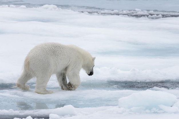 Wilder Eisbär, der im Wasser auf Packeis im arktischen Meer schaut