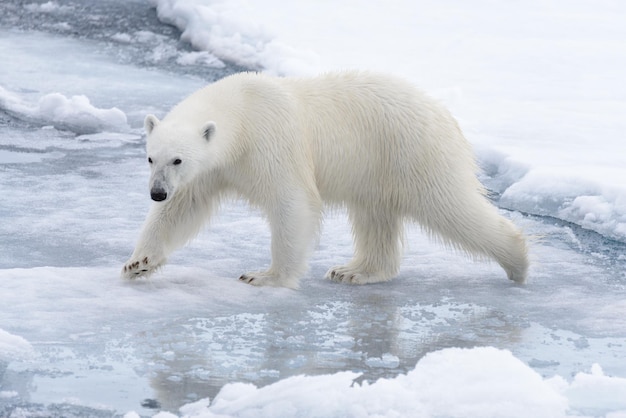 Wilder Eisbär, der in Wasser auf Packeis im arktischen Meer geht