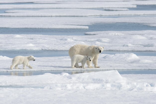 Wilder Eisbär Ursus Maritimus Mutter und Junges auf dem Packeis