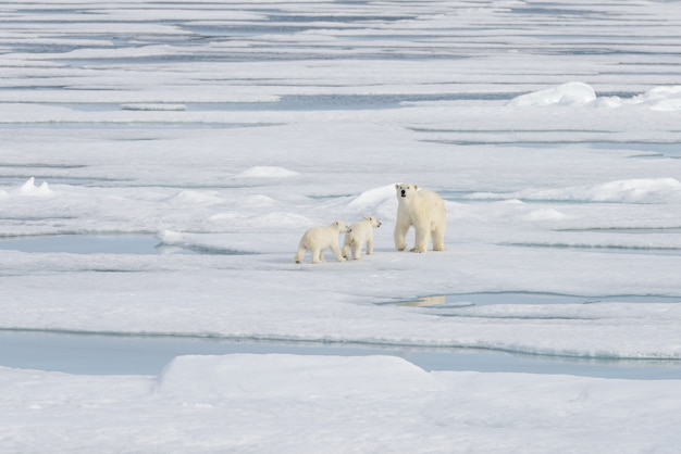 Wilder Eisbär (Ursus maritimus) Mutter und Jungtier auf dem Packeis