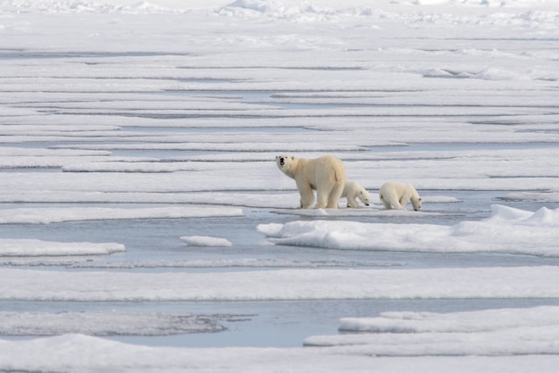 Wilder Eisbär (Ursus maritimus) Mutter und Jungtier auf dem Packeis