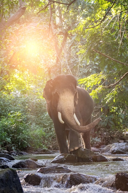 Foto wilder elefant im fluss. bild enthält korn und geräusche wegen der hohen iso