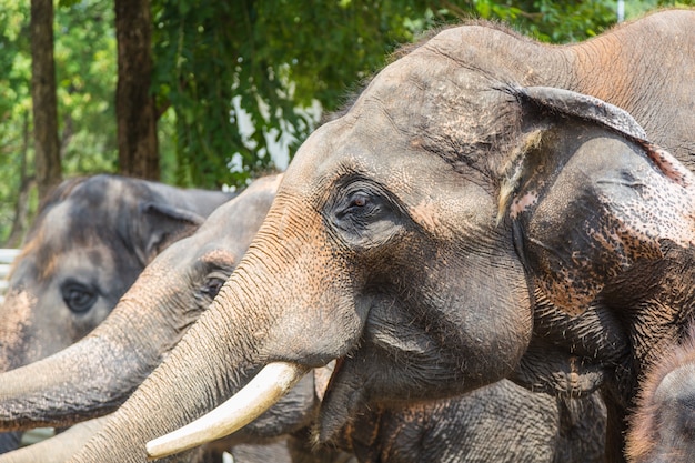 Wilder Elefant im Tierpark