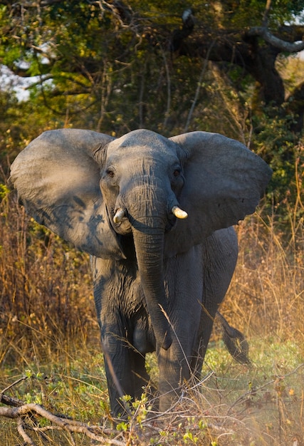 Wilder Elefant steht im Busch