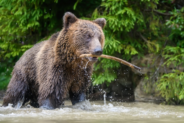 Wilder erwachsener Braunbär (Ursus Arctos) spielte mit einem Stock in einem Waldsee