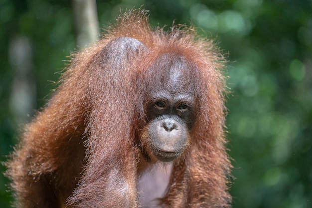 Wilder gefährdeter Orang-Utan im Regenwald der Insel Borneo, Malaysia, aus nächster Nähe. Orang-Utan-Affe in der Natur