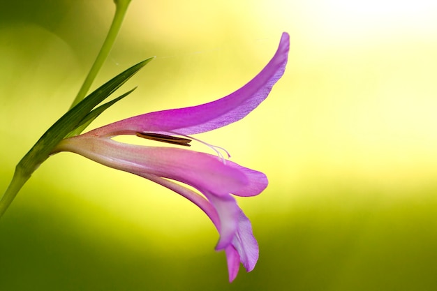 Wilder Gladiolus (Gladiolus illyricus)