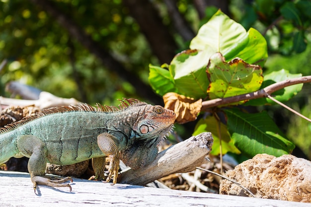 Wilder grüner Leguan in Costa Rica