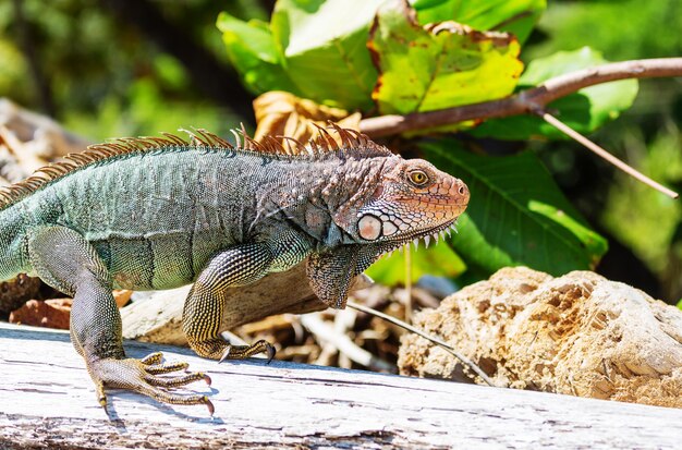 Wilder grüner Leguan in Costa Rica