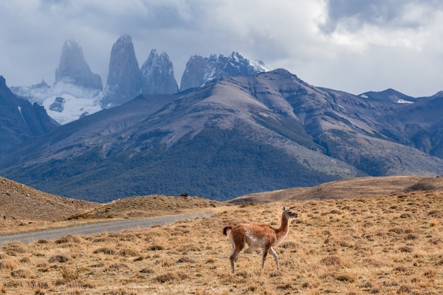 Wilder Guanaco im Torres del Paine Nationalpark Patagonien