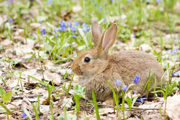 Wilder Hase auf einer blühenden Wiese im Frühjahr.