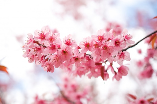 Wilder Himalaya Cherry Blossoms im Frühjahr