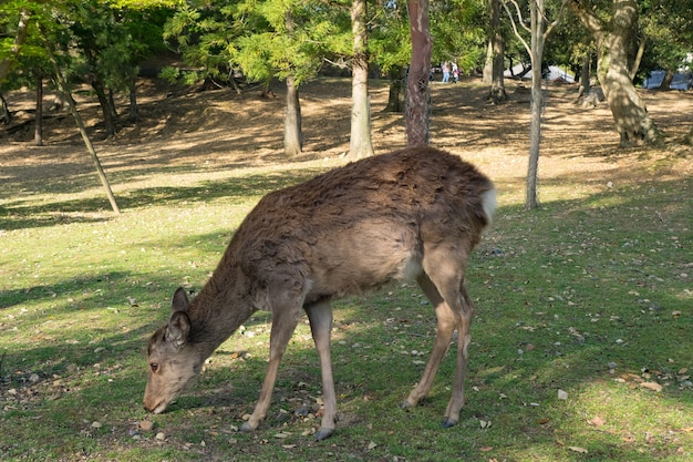 Wilder Hirsch im Nara Park in Japan. Hirsche sind das Symbol der größten Touristenattraktion von Nara.