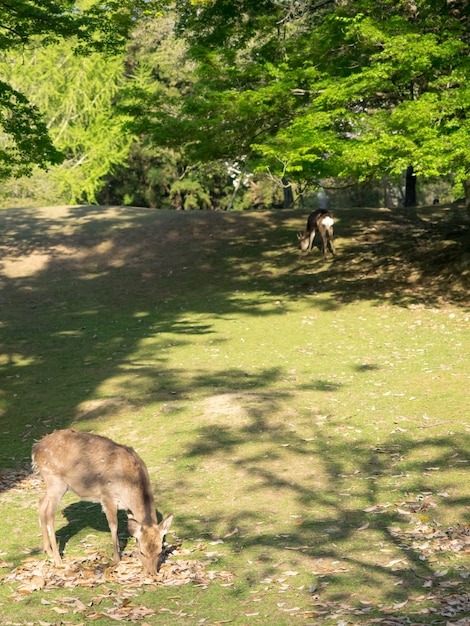 Foto wilder hirsch im nara park in japan. hirsche sind das symbol der größten touristenattraktion von nara.