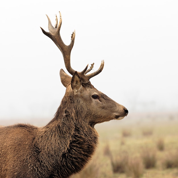 Wilder Hirsch im Wald mit Morgennebel im Winter