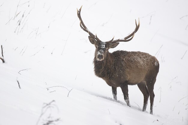 Wilder Hirsch mit Geweih, der auf Seite eines Hügels im Winter steht