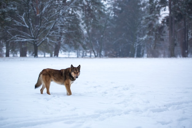 Wilder Hund im Schnee im Wald