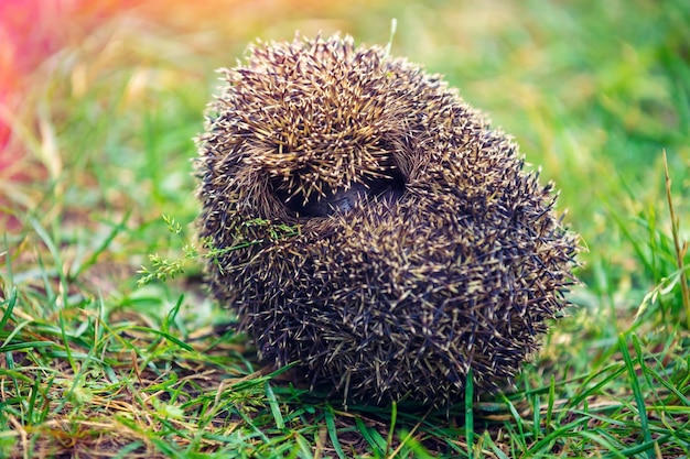 Wilder Igel, der auf dem Gras liegt Der Igel rollte sich zusammen