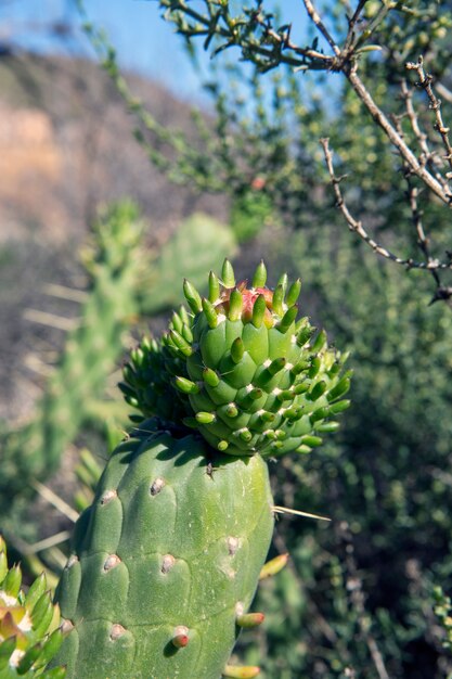 Wilder Kaktus Cactaceae Opuntia cylindrica auch Kaktus cylindricus genannt Nahaufnahme Foto close