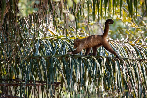 wilder Kapuzineraffe hautnah im Naturlebensraum