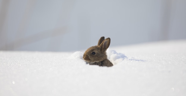 wilder kleiner brauner Hase im Schnee