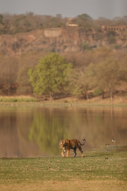 Wilder königlicher Bengal-Tiger im Naturlebensraum des Ranthambhore-Nationalparks