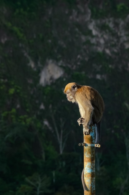 wilder mongkey auf strommast