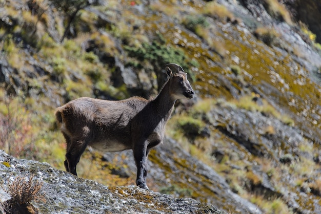 Wilder Moschusrotwild in Nepal